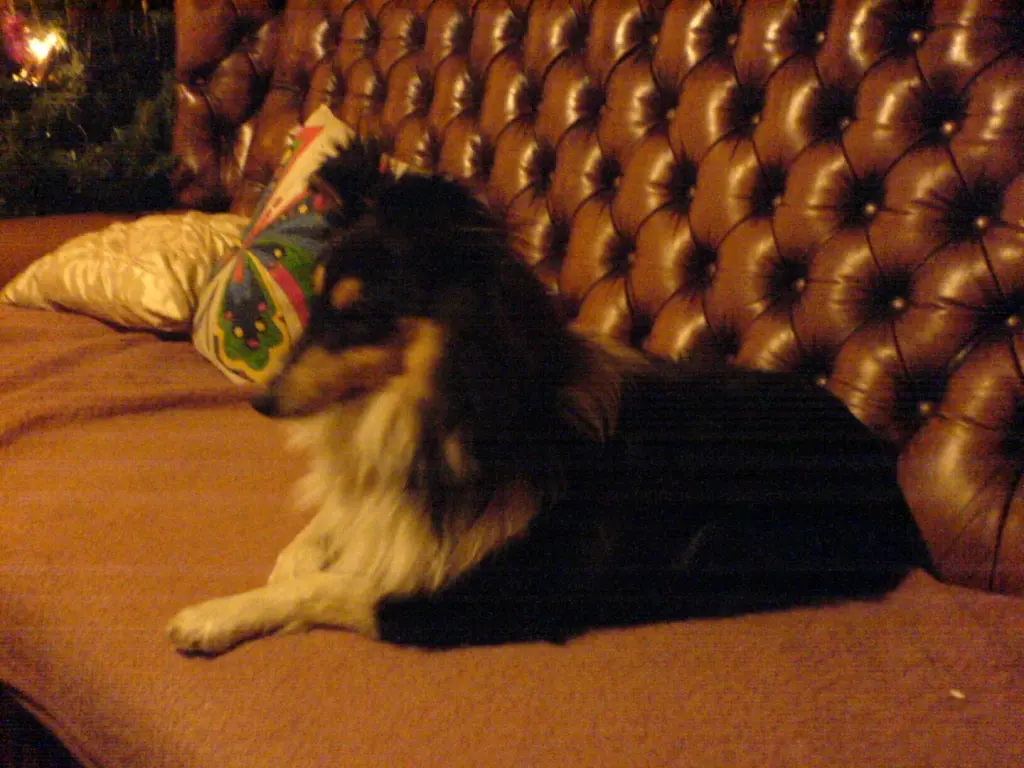Image from Roxy