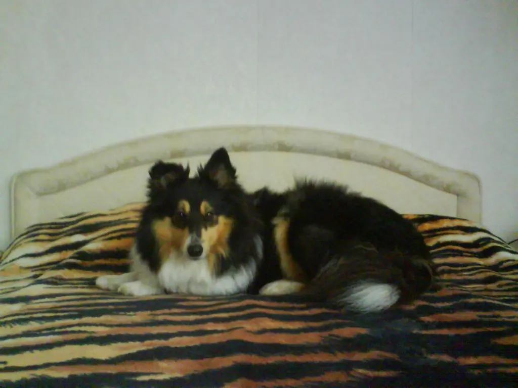Image from Roxy