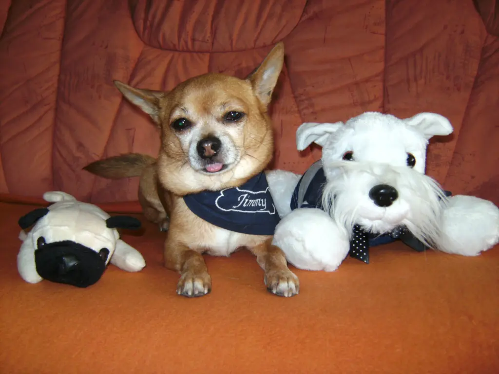 Condolence image of Irene mit Seelenhund * Jimmy * ganz tief im Herzen