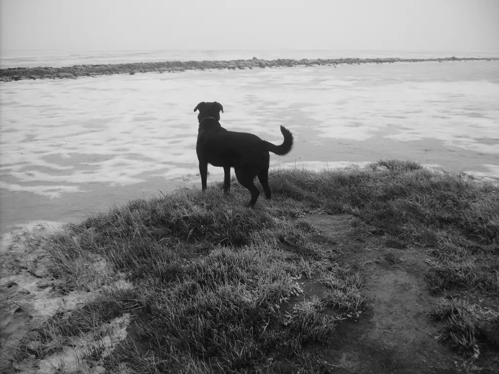 Image from Lucky und Zeus
