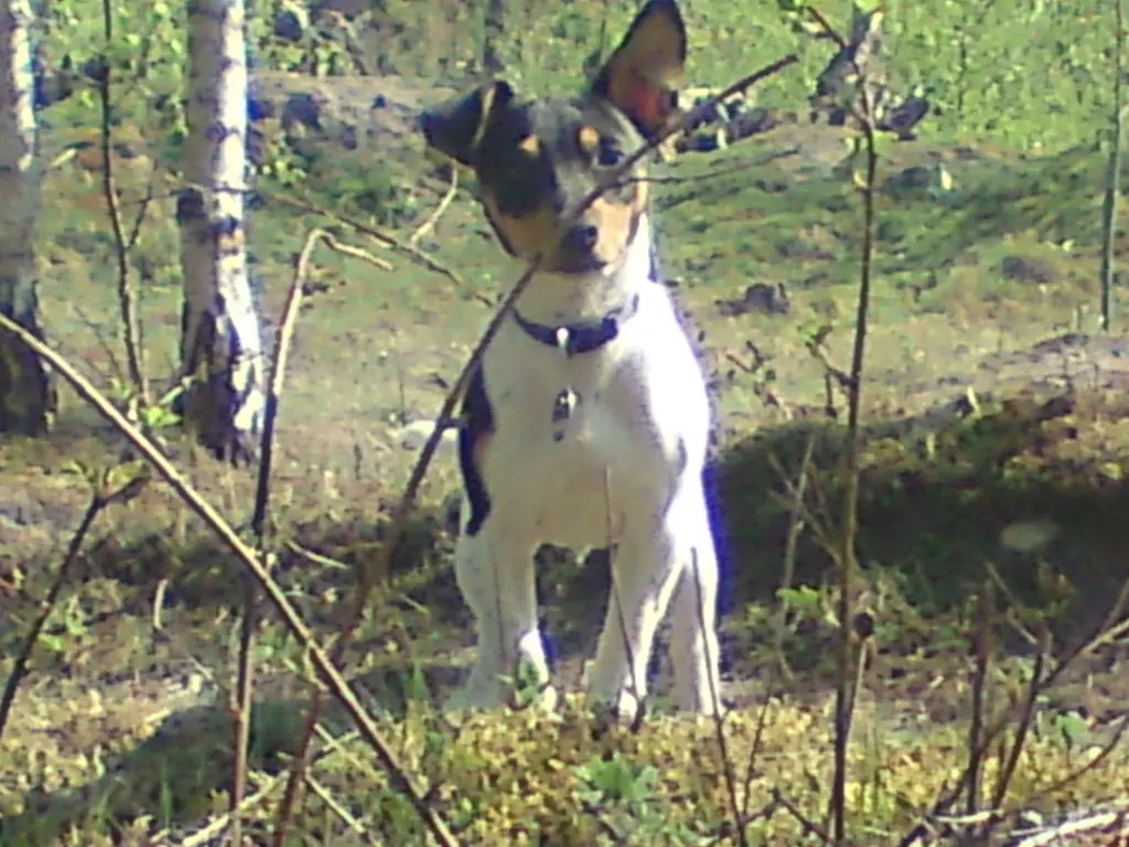 Image from Lucky und Zeus