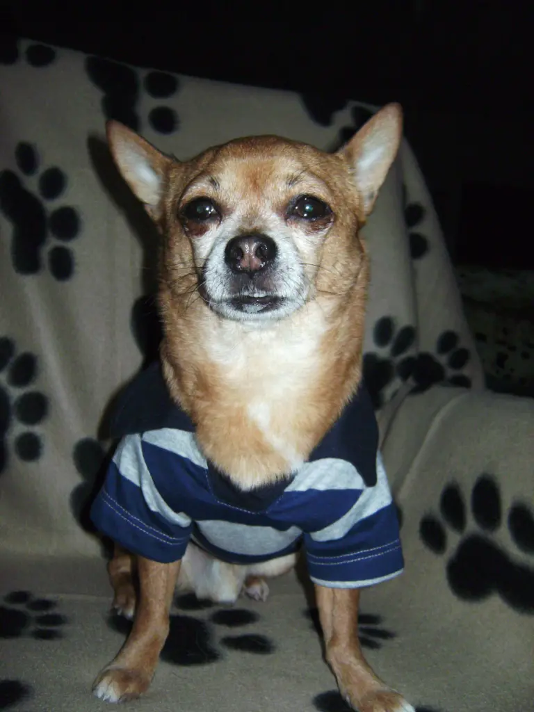 Condolence image of Irene mit Seelenhund * Jimmy * ganz tief im Herzen
