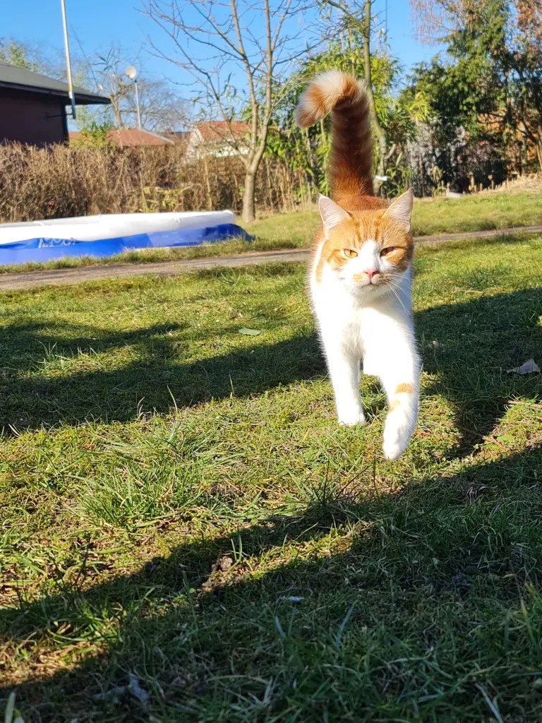Image from Olaf