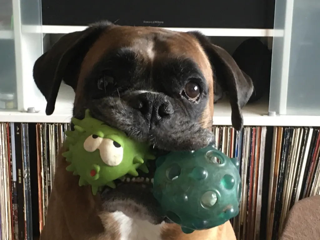 Image from Bobo