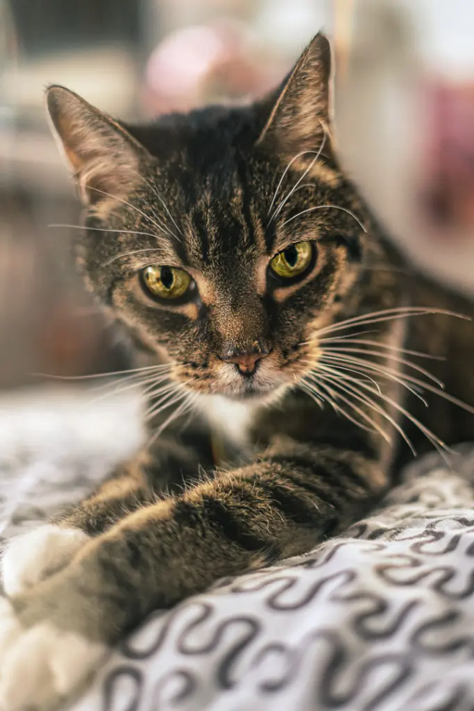 Image from Tigga