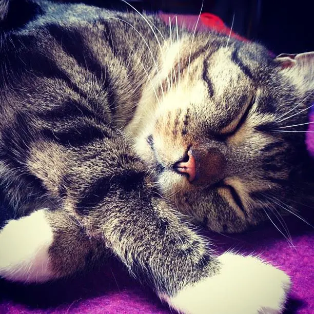 Image from Tigga