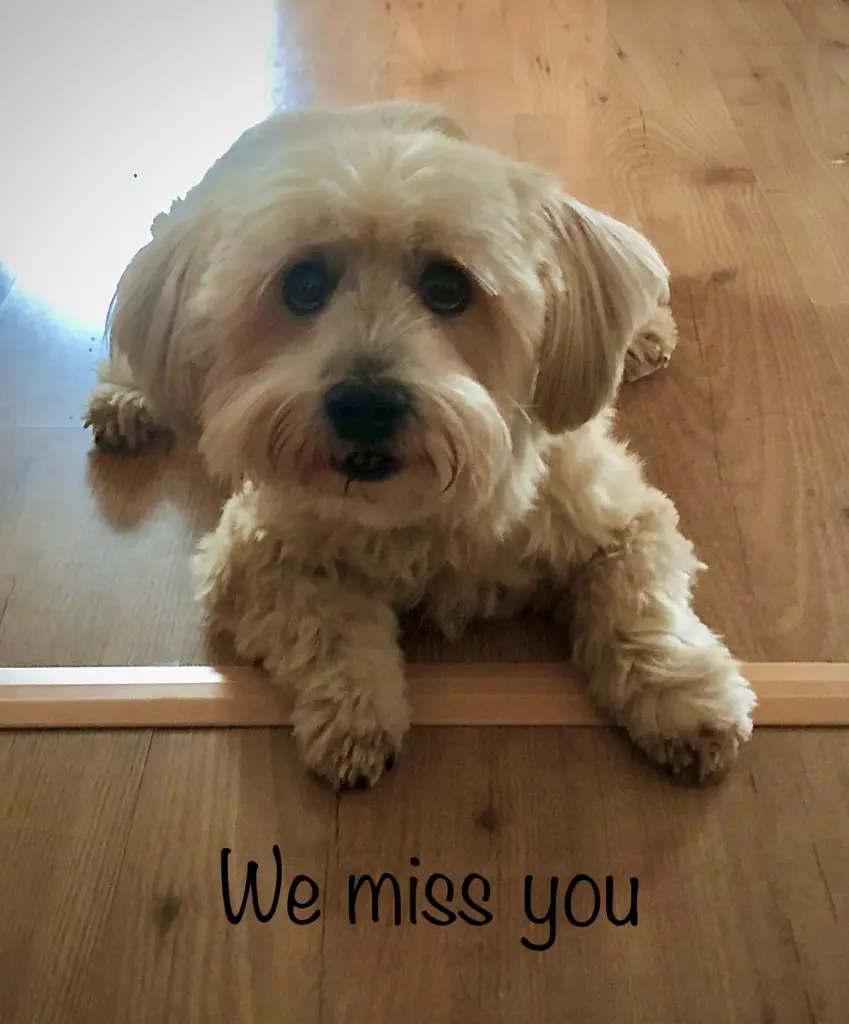Image from Teddy