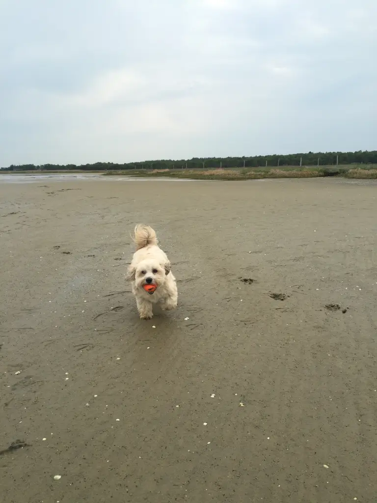Image from Teddy