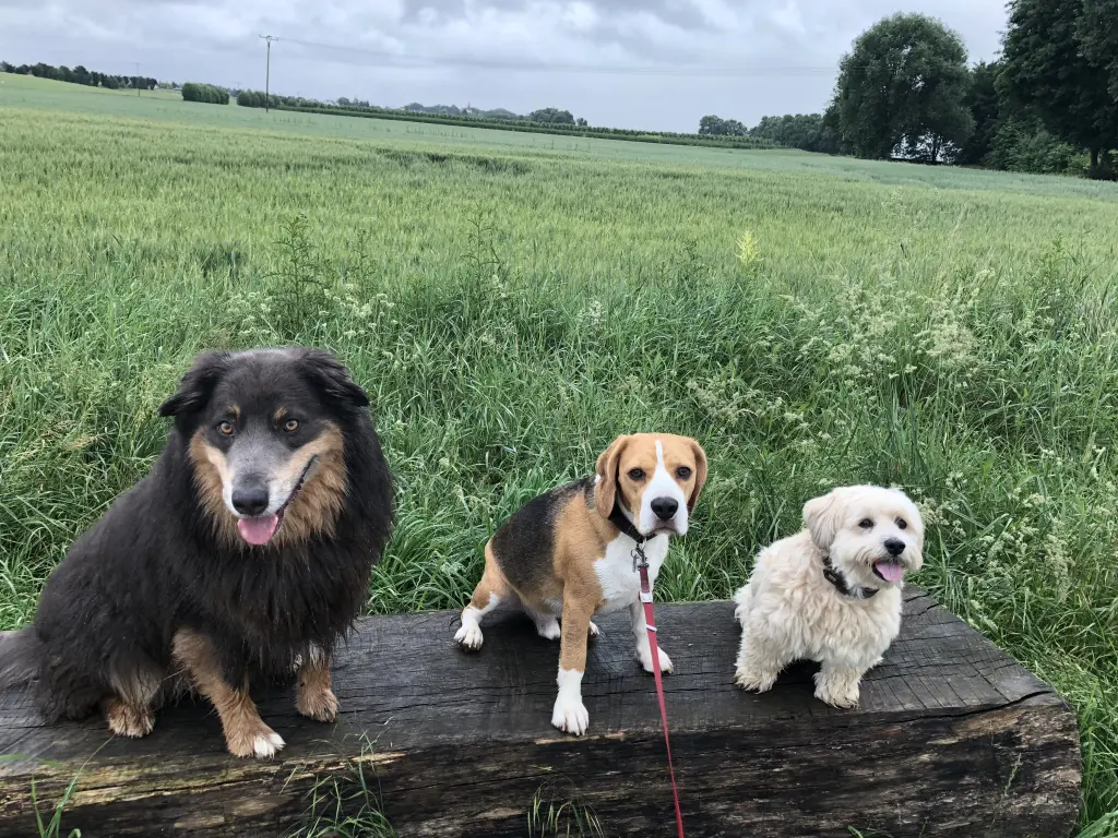 Image from Teddy