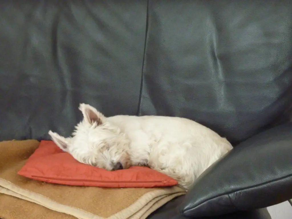 Image from Tapsi