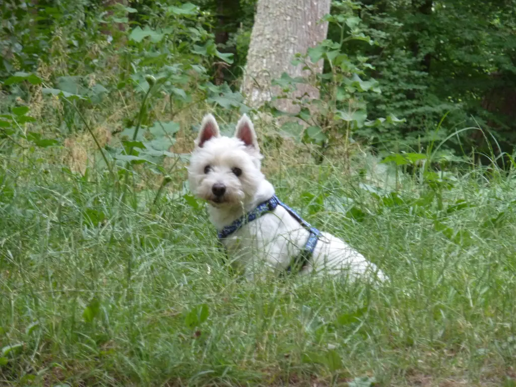 Image from Tapsi