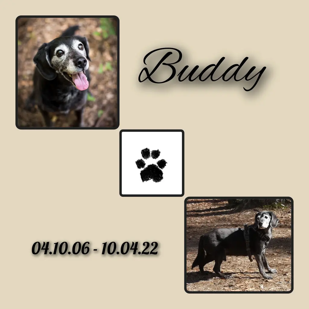 Image from Buddy