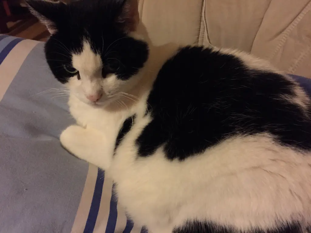 Image from Tinka