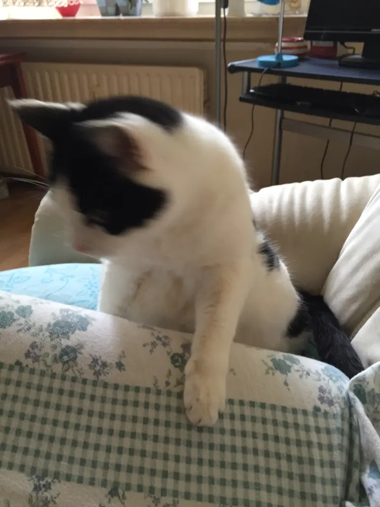 Image from Tinka