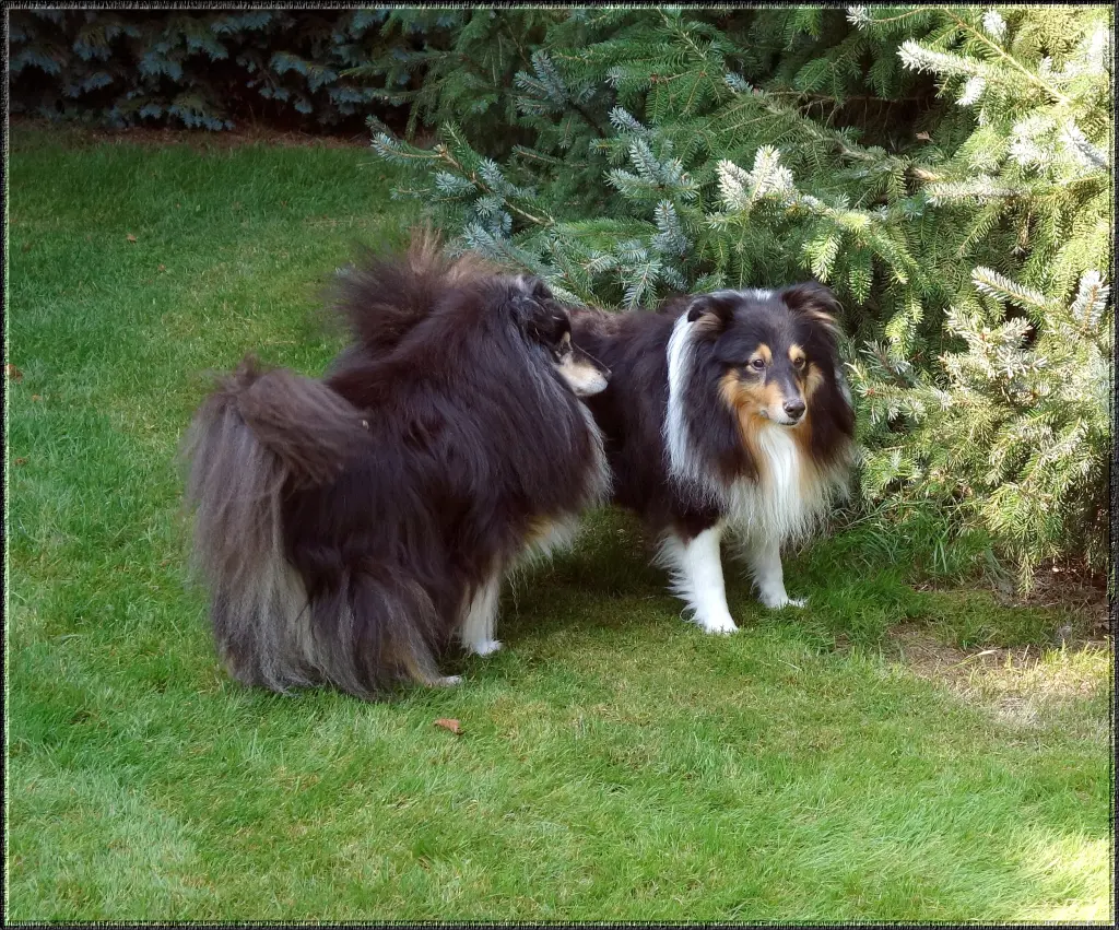 Andachtsbild von Collie in Not