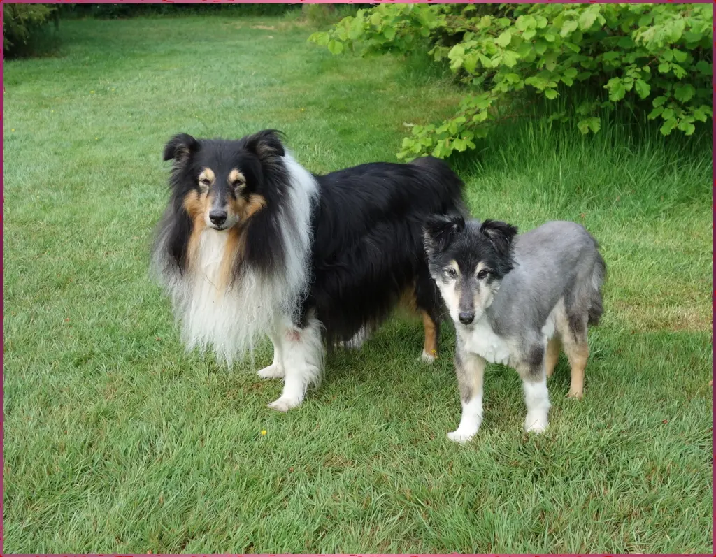 Andachtsbild von Collie in Not