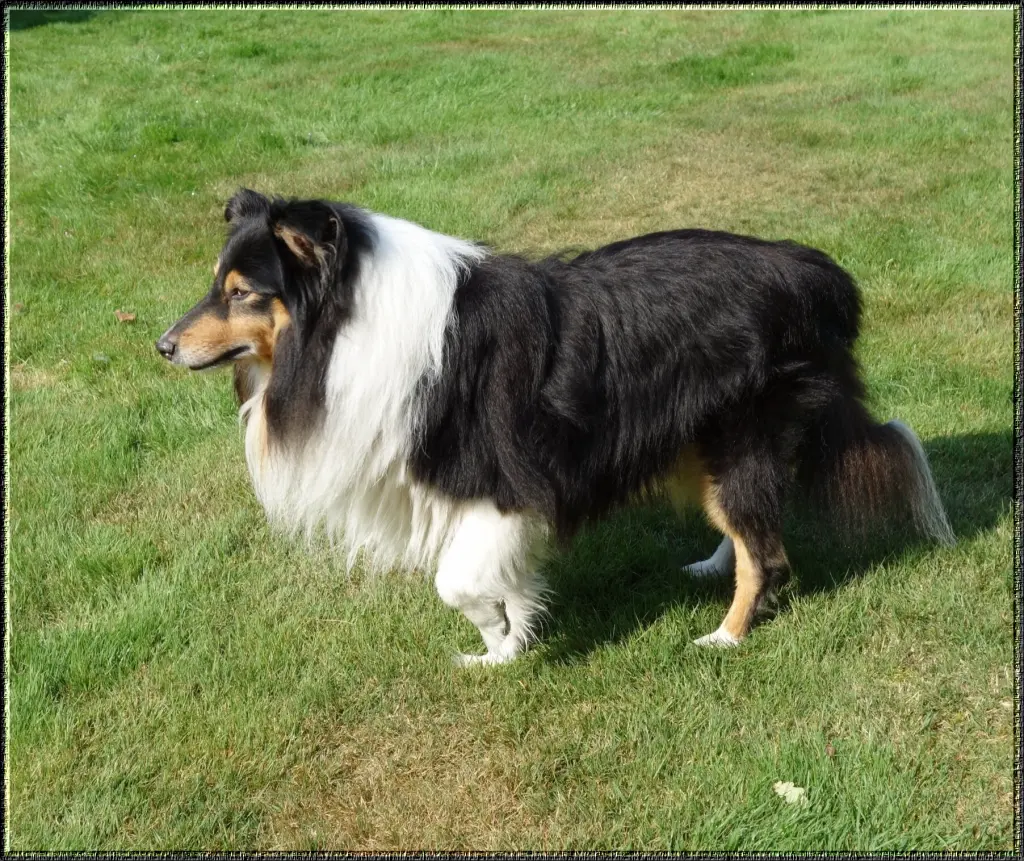 Andachtsbild von Collie in Not