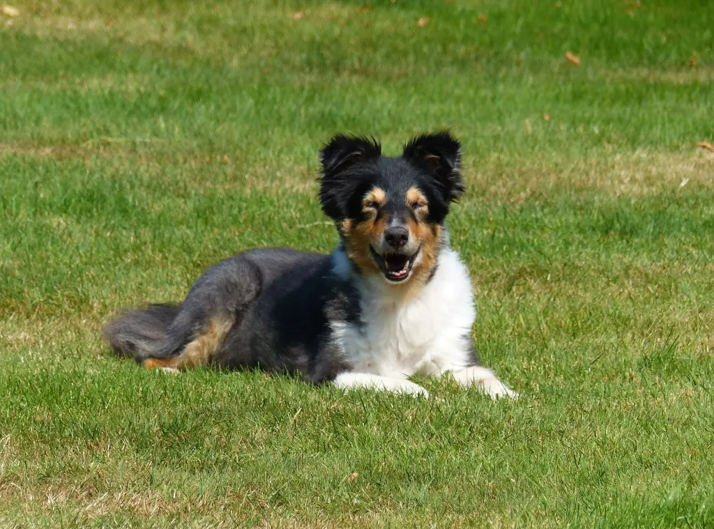 Andachtsbild von Collie in Not