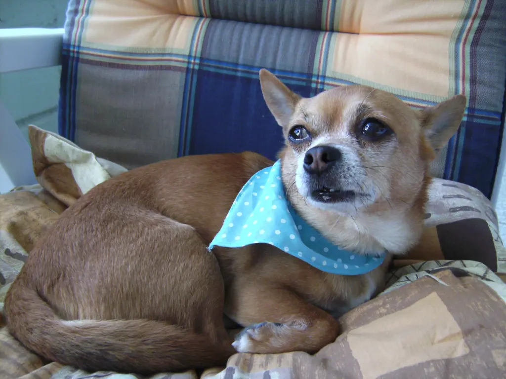 Condolence image of Irene mit Seelenhund * Jimmy * ganz tief im Herzen