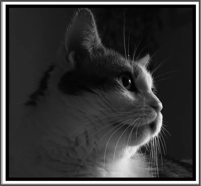 Image from Seppi