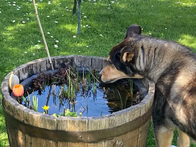 Andachtsbild von Brigitte mit Moschu tief im Herzen