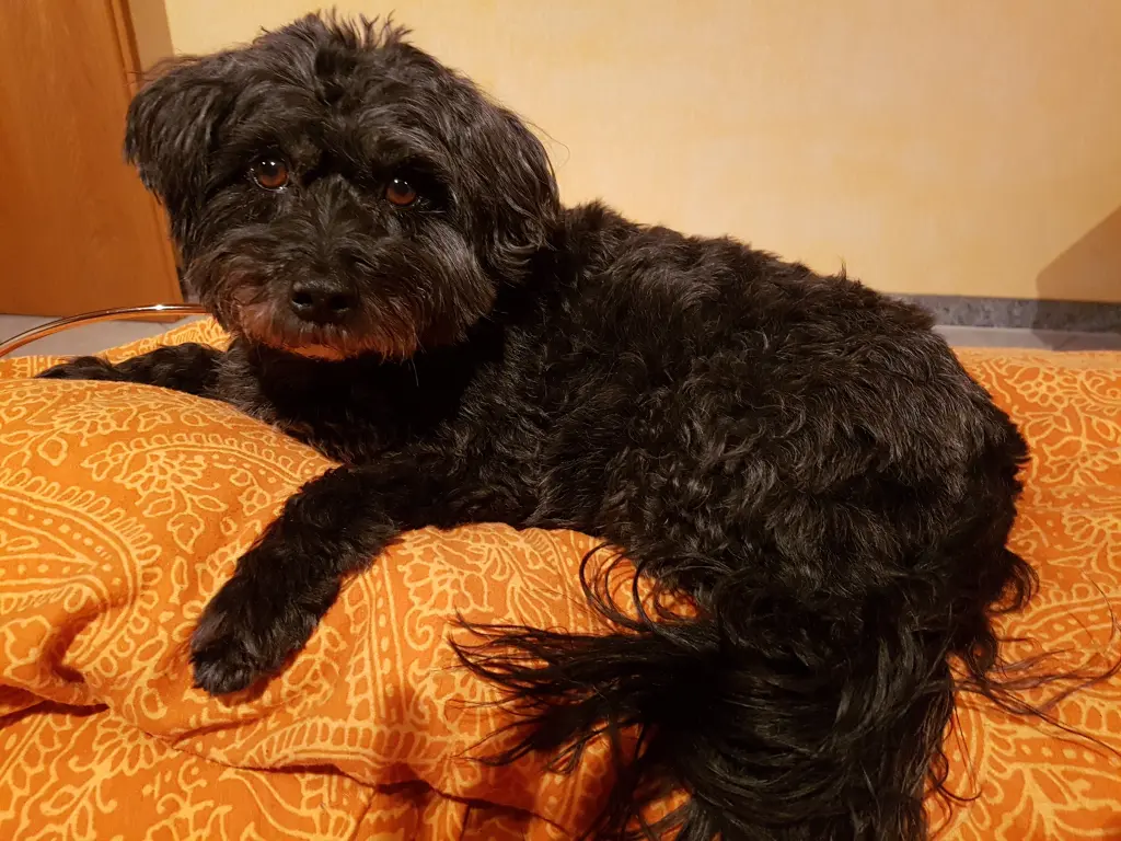 Andachtsbild von Rita und Lucky, mit Milka, Rico, und Timmy ganz tief im Herzen ❤️ 