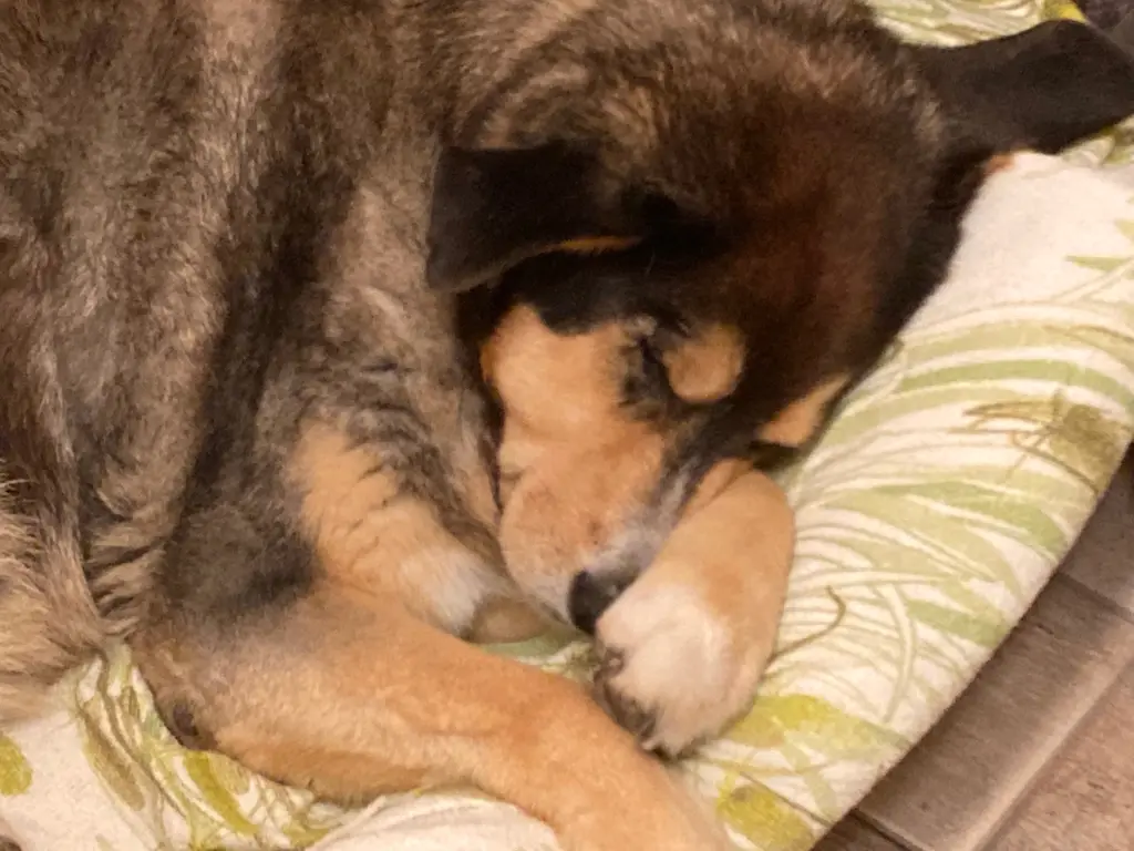 Andachtsbild von Brigitte mit Moschu tief im Herzen