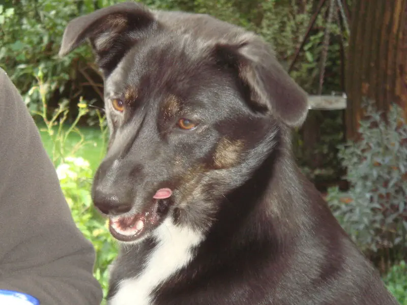 Andachtsbild von Nina mit Seelenhund Nanja tief im Herzen