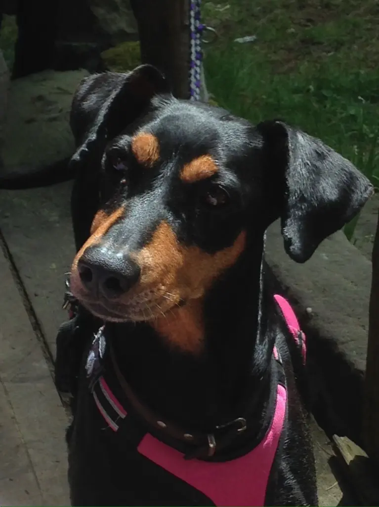 Andachtsbild von Stephania