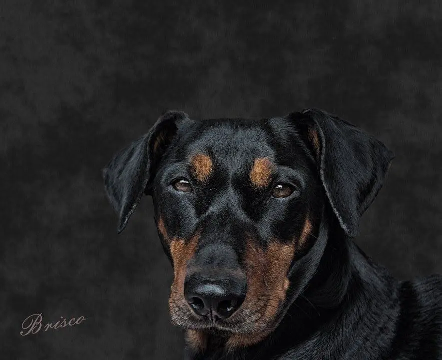 Andachtsbild von Frauchen