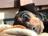 Andachtsbild von Herrchen