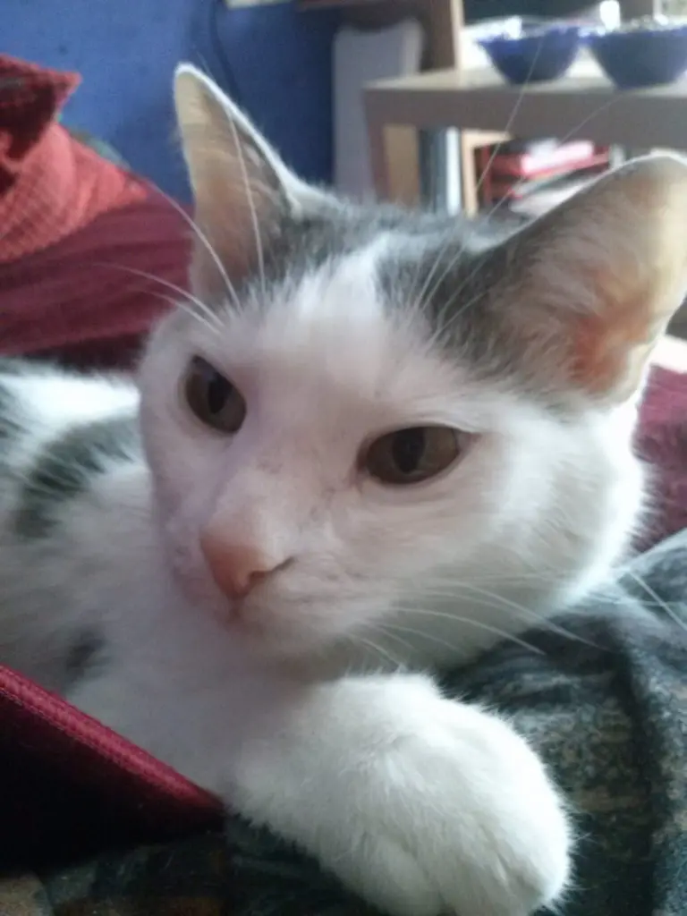 Image from Tippy