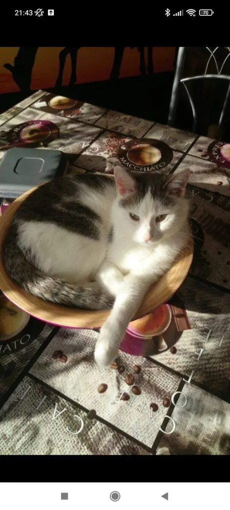Image from Tippy