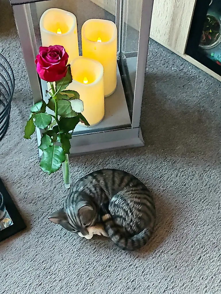 Image from Tippy