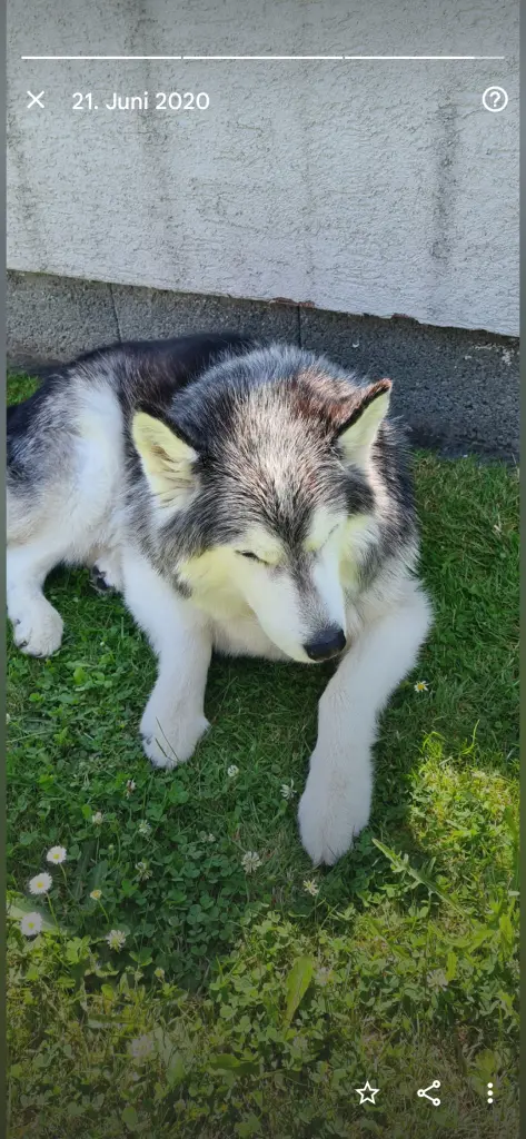 Condolence image of Sabine mit Yukon im ❤️