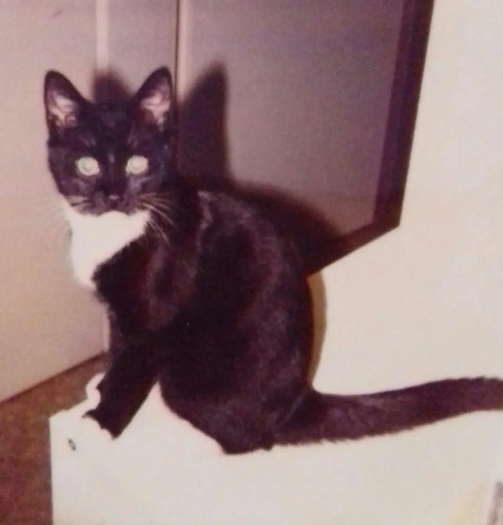 Image from Garfield 