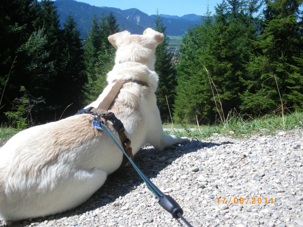 Image from Ronja