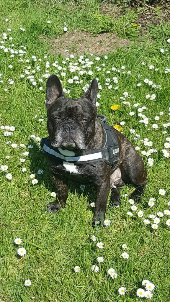 Condolence image of Maily mit Bambam im Herzen