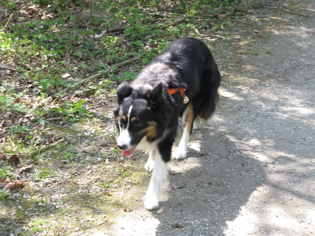 Condolence image of Anne-Marie mit Herzenshund Arwen