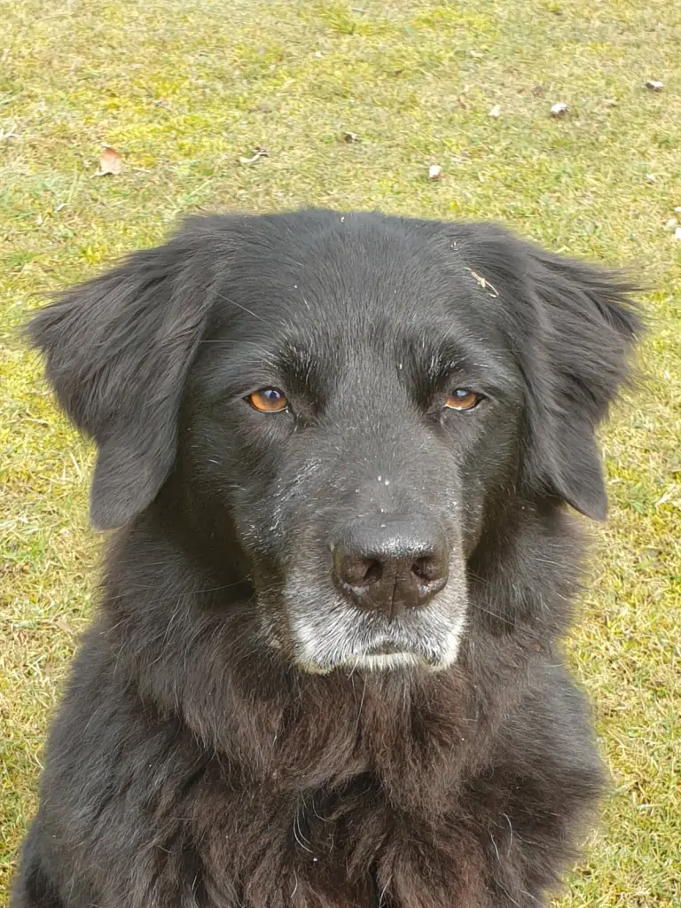 Image from Balou