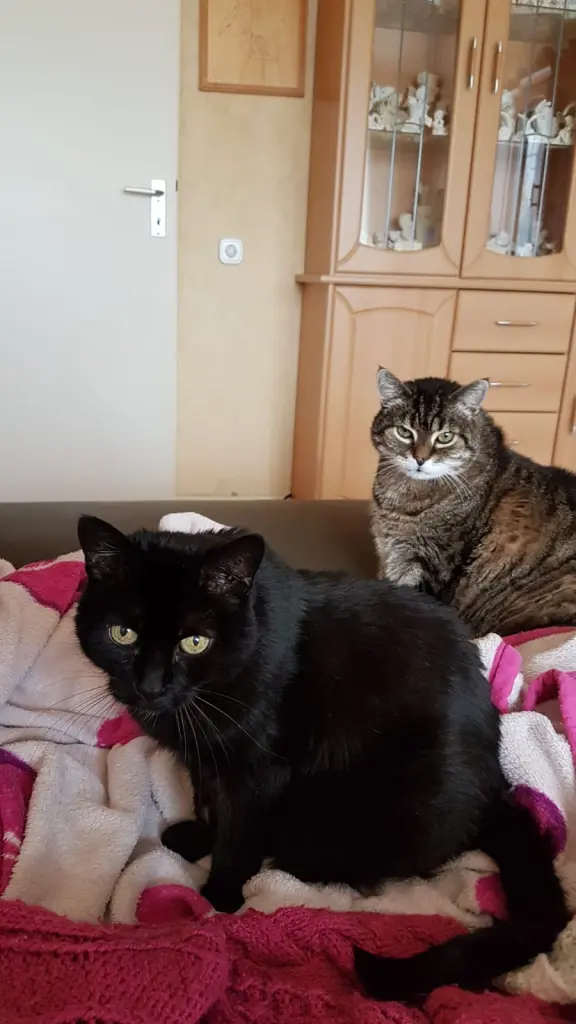 Condolence image of Heike mit Sandy und Lucky gest 23.08 und 3.12.2021