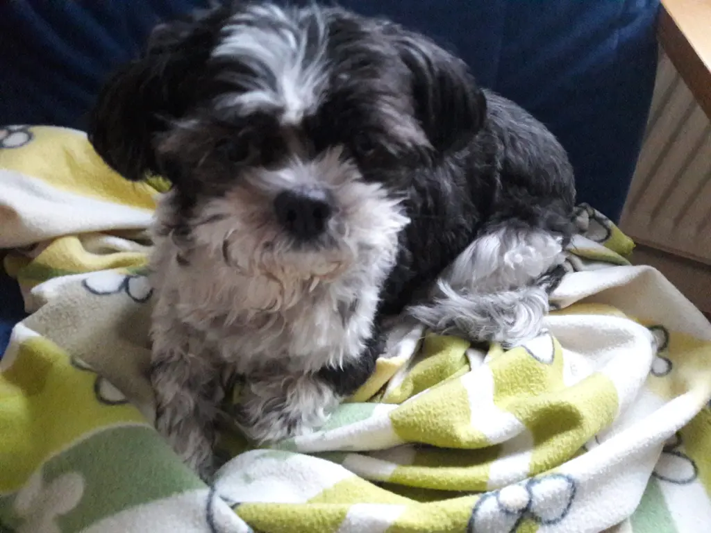 Condolence image of Saskia