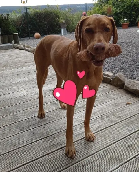 Image from Vizsi