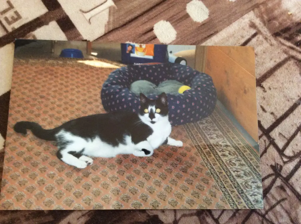 Image from Moni,unsere prinzessin