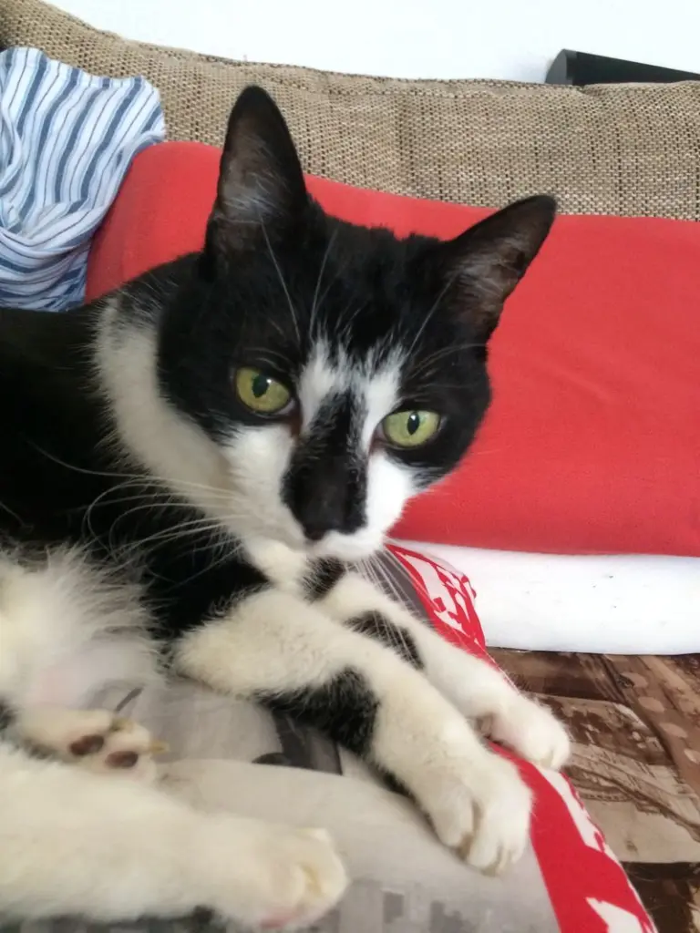 Image from Moni,unsere prinzessin