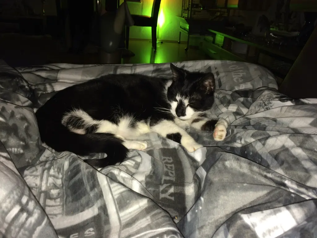 Image from Moni,unsere prinzessin