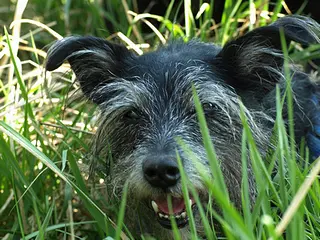 Image from Skipper