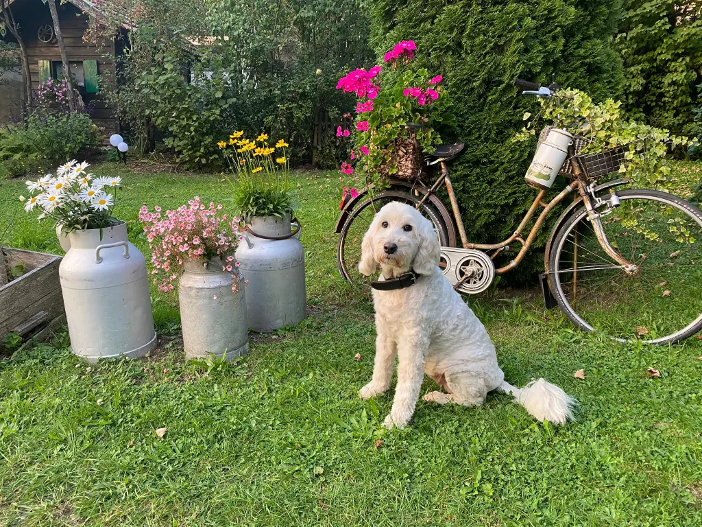 Image from Flocke