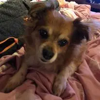 Image from Gizmo