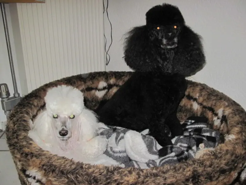 Condolence image of hanne